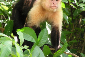 Капучін - шумні мавпи Капучін - шумні мавпи